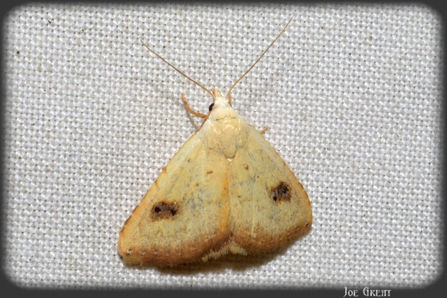 Rivula sericealis - selymes lórombagoly