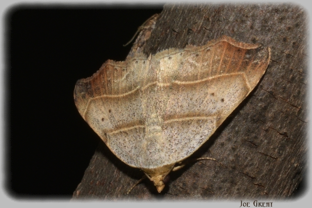 Laspeyria flexula - zuzmóbagoly