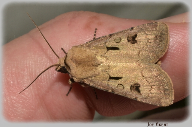 Agrotis exclamationis - felkiáltójeles földibagoly