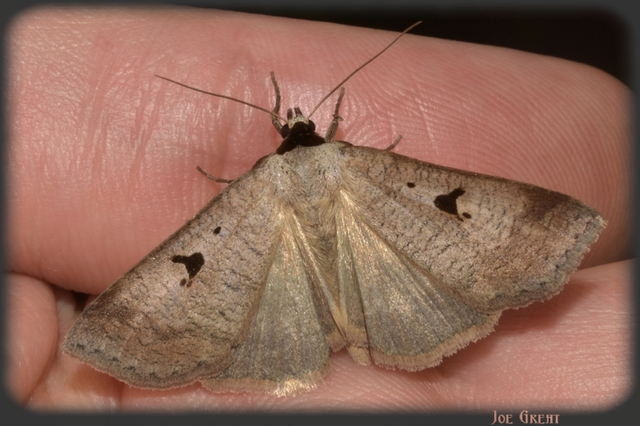 Lygephila pastinum - közönséges csüdfűbagoly