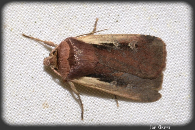 Ochropleura plecta - fehérszegélyű fűbagoly