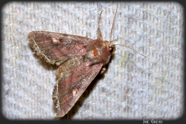 Lacanobia oleracea - saláta-kertibagoly