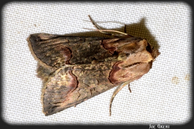 Abrostola triplasia - közönséges csalánbagoly