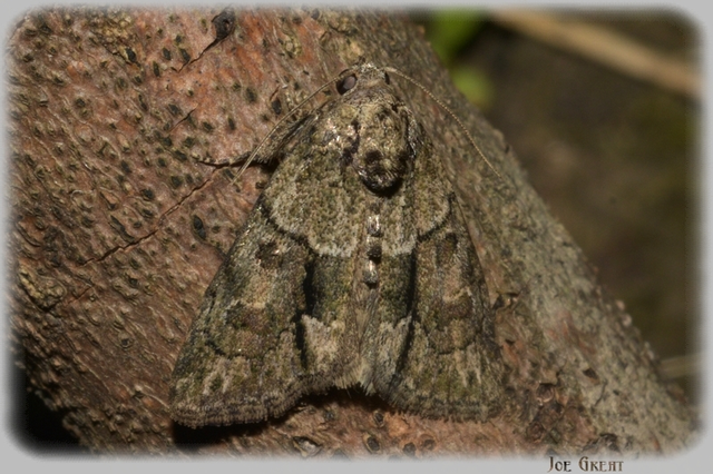 Cryphia fraudatricula - homoki zuzmóbagoly