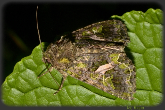 Trachea atriplicis - nyári zöldbagoly