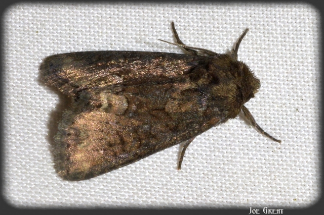 Oligia strigilis/latruncula/versicolor