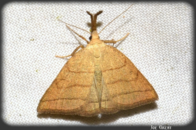 Polypogon tentacularia - sötétaljú karcsúbagoly