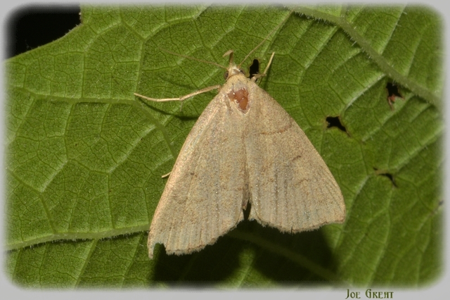 Herminia tarsicrinalis - szőröslábú karcsúbagoly