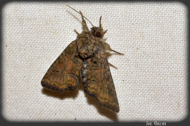 Oligia strigilis/latruncula/versicolor