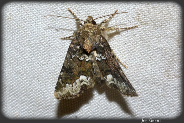 Oligia strigilis - kormos dudvabagoly