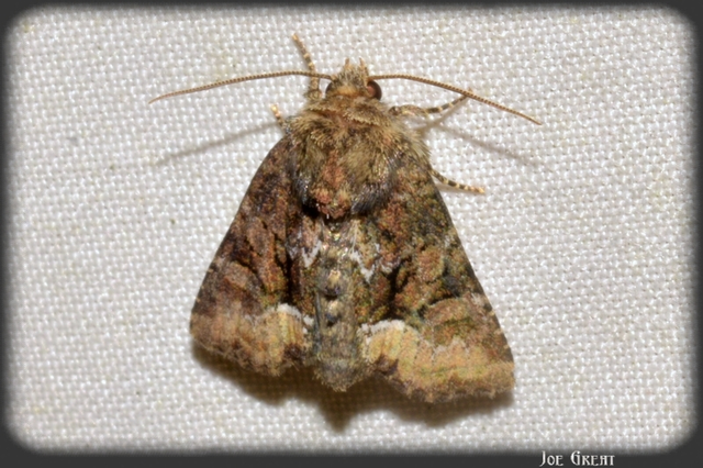 Oligia strigilis/latruncula/versicolor