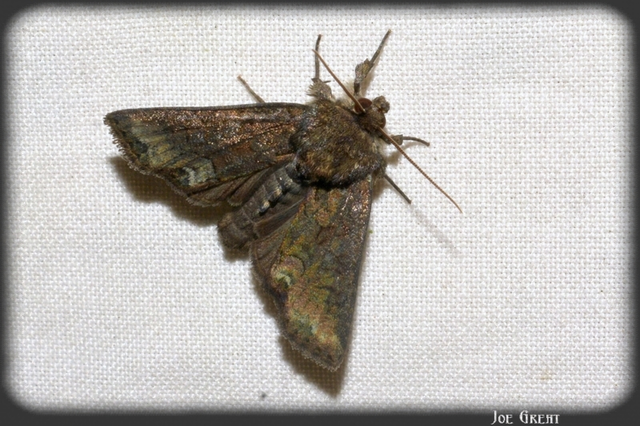 Oligia strigilis/latruncula/versicolor
