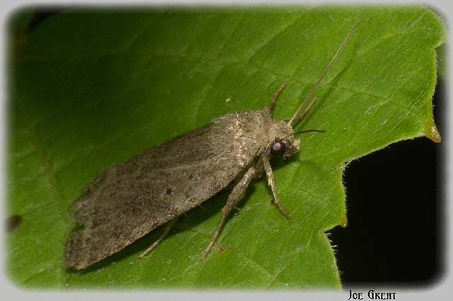 Athetis gluteosa - nyugtalan lápibagoly