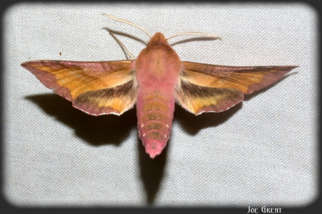 Deilephila porcellus - piros szender