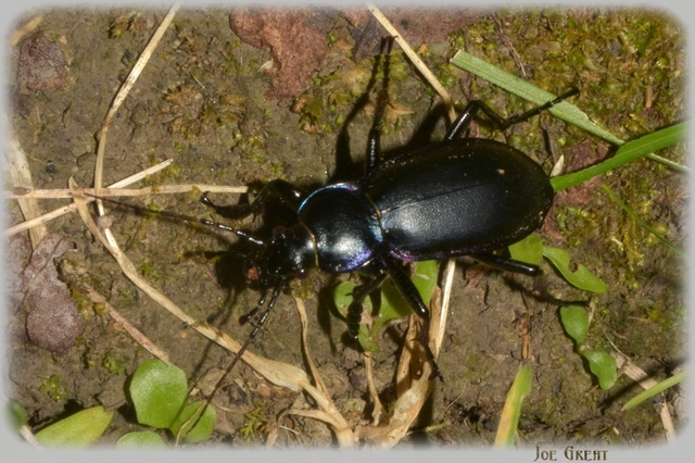 Carabus violaceus - kékfutrinka