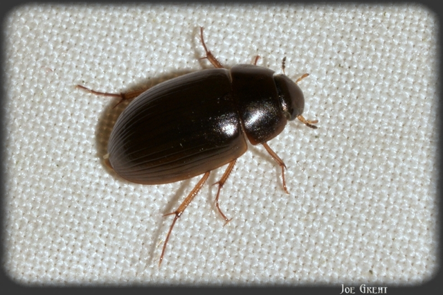 Hydrobius