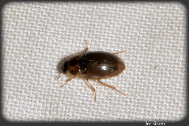 Enochrus quadripunctatus - négypettyes fakócsibor