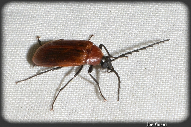 Pseudocistela ceramboides - narancssárga alkonybogár