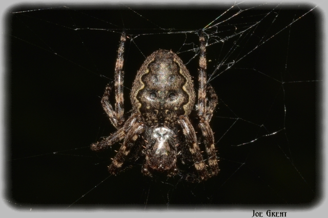 Araneae - Pókok
