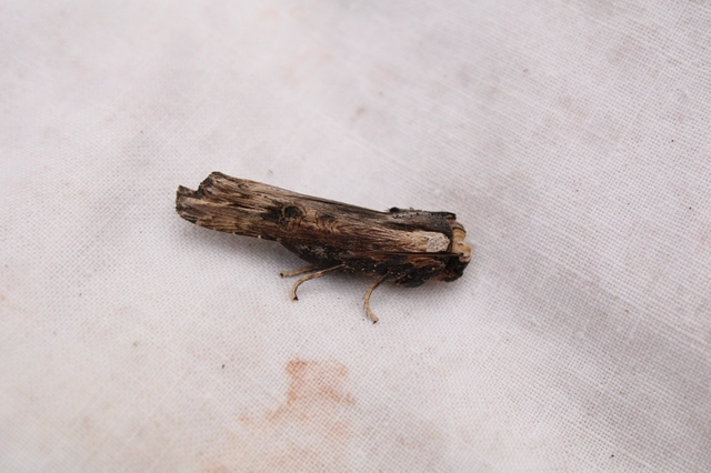 Xylena exsoleta - szürke fabagoly