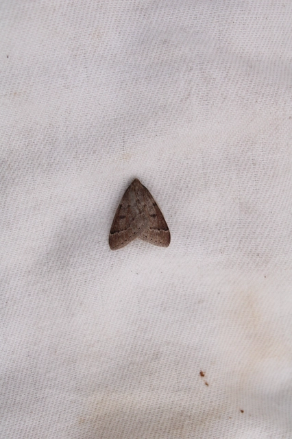 Theria rupicapraria - tavaszi kökényaraszoló
