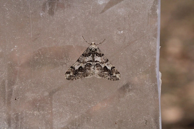 Agriopis leucophaearia - tölgy-tavasziaraszoló