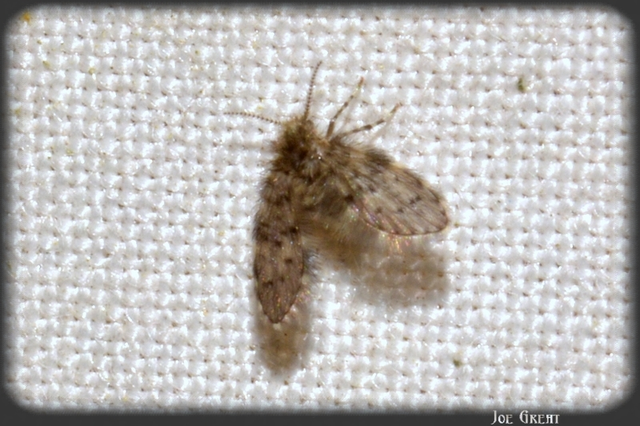 Diptera - Kétszárnyúak