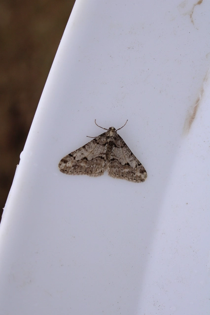 Agriopis leucophaearia - tölgy-tavasziaraszoló