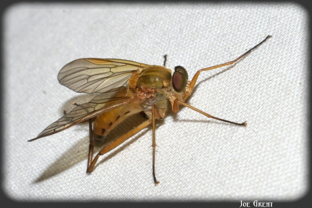 Rhagio