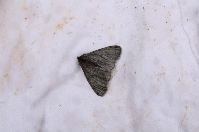 Apocheima pilosaria - zöldes tavasziaraszoló