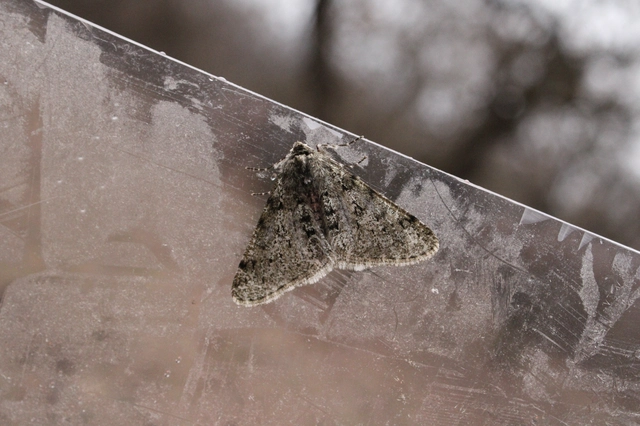 Apocheima pilosaria - zöldes tavasziaraszoló