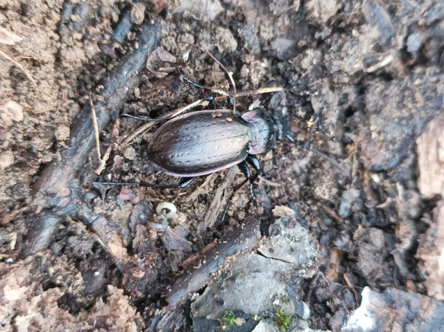 Carabus nemoralis - ligeti futrinka