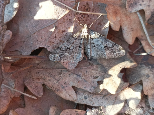 Agriopis leucophaearia - tölgy-tavasziaraszoló