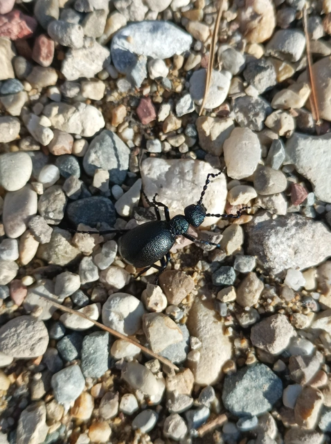 Meloe proscarabaeus - közönséges nünüke