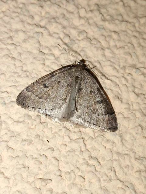 Theria rupicapraria - tavaszi kökényaraszoló