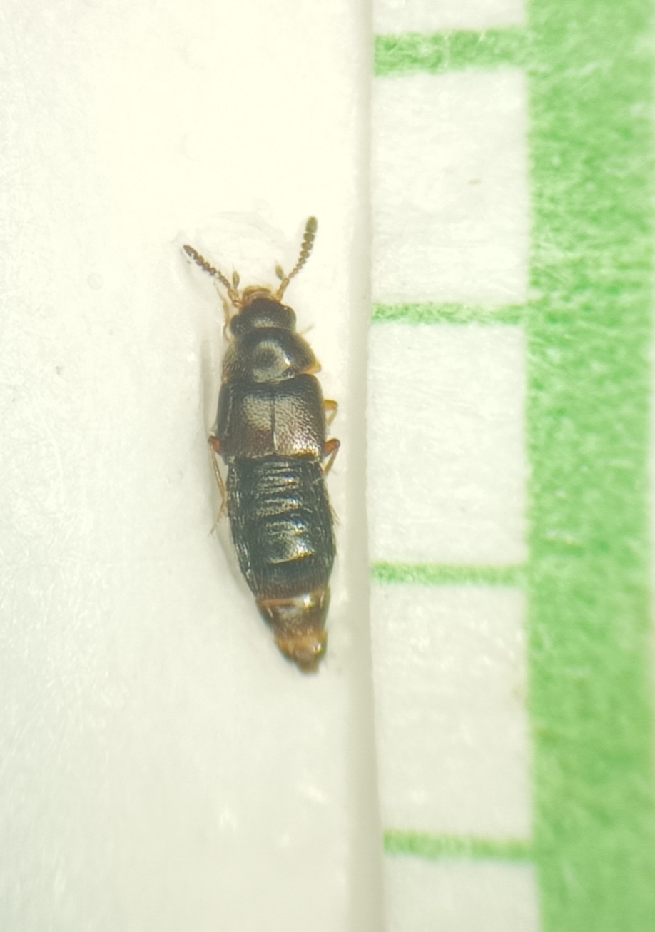Oligota inflata - komposztlakó parányholyva