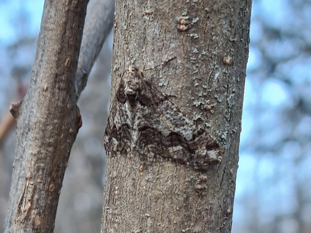 Agriopis leucophaearia - tölgy-tavasziaraszoló