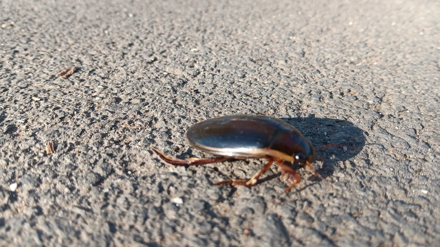 Dytiscus dimidiatus - tompacsípős csíkbogár