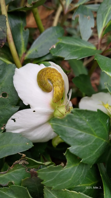 Phlogophora meticulosa - vándorló csipkésbagoly
