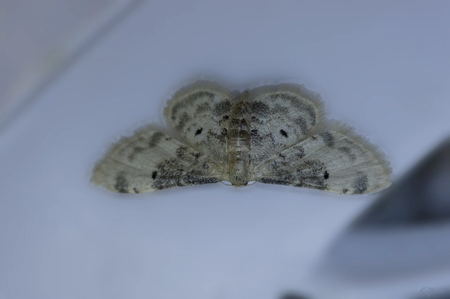 Idaea filicata - sötéttövű apróaraszoló