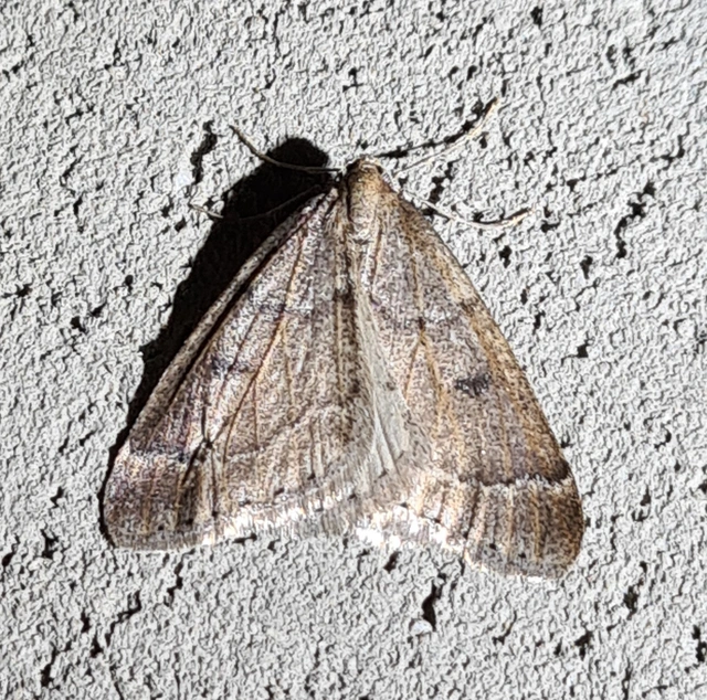 Theria rupicapraria - tavaszi kökényaraszoló