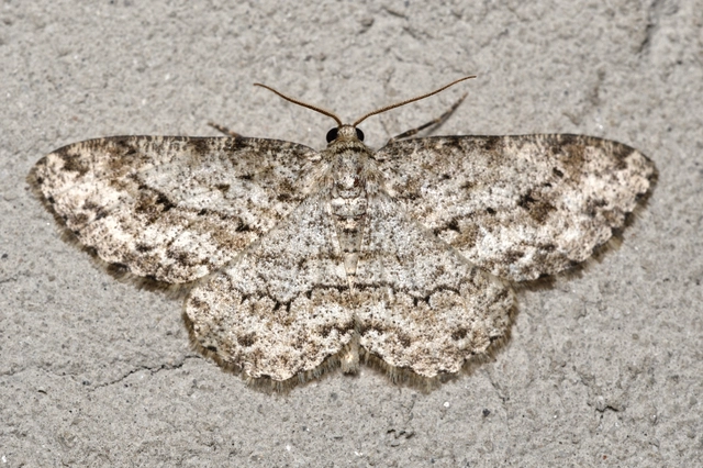 Ectropis crepuscularia - avararaszoló