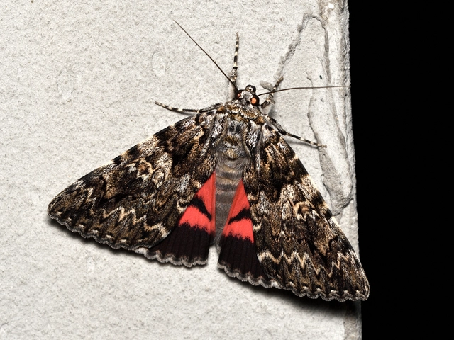 Catocala promissa - kis tölgyfa-övesbagoly