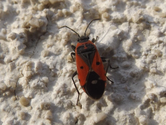Melanocoryphus albomaculatus - nagy fehérfoltos-bodobács