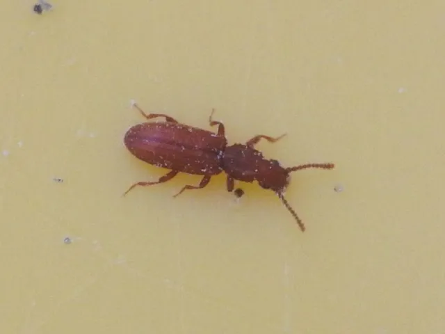 Oryzaephilus