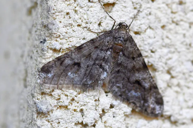 Agriopis leucophaearia - tölgy-tavasziaraszoló