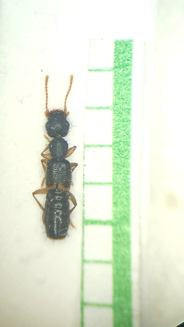 Astenus immaculatus - ligeti köviholyva