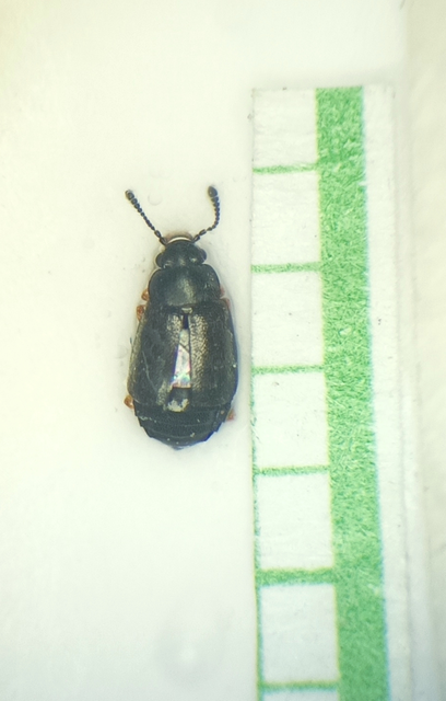 Proteinus ovalis - széles sutaholyva