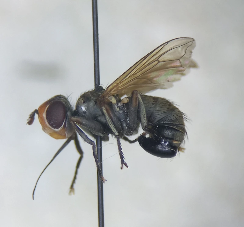 Zodion cinereum