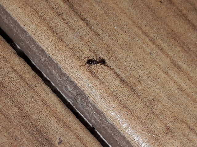 Tetramorium